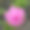暹罗郁金香花图片下载