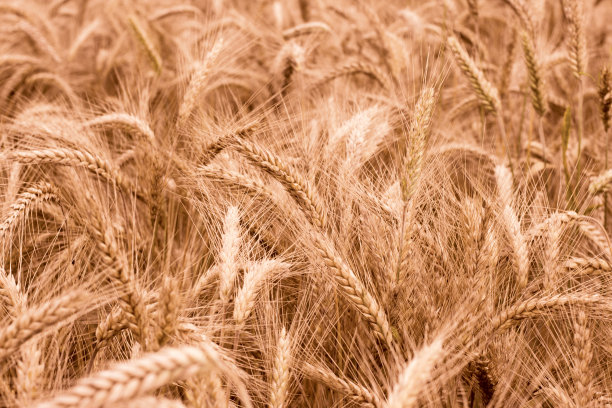 夏天金色的麦田图片下载