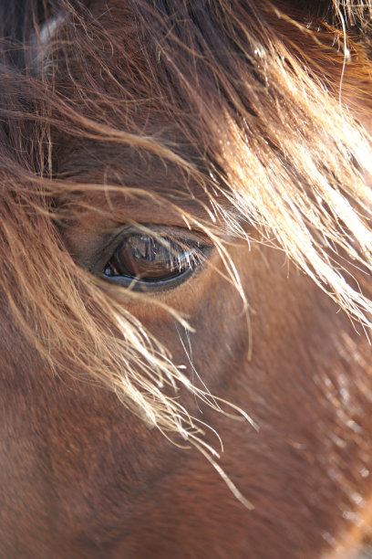 Chesnut马的眼睛图片下载
