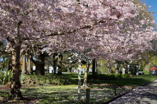 樱花的树图片下载