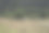 高山草甸的奶牛图片下载