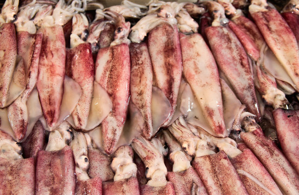 鲜鱿鱼图片下载