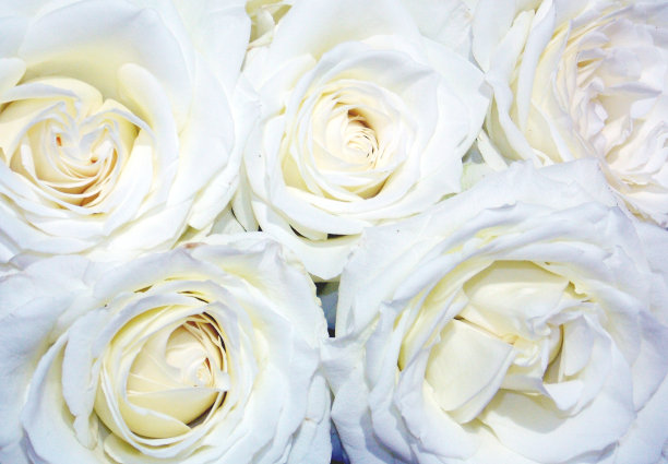 称心如意的境遇图片下载