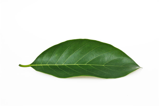 美丽的绿叶图片下载