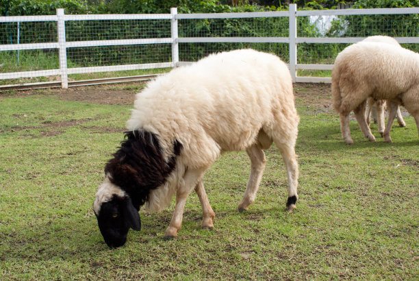 羊在农场吃草。图片下载