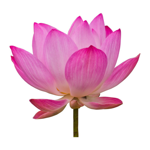 白上孤莲图片下载