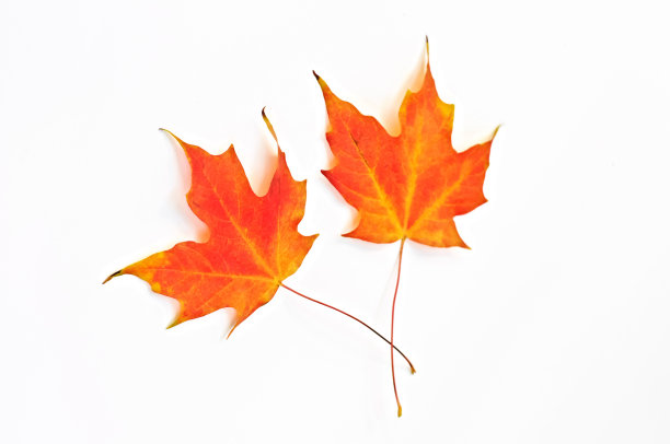 白色的枫叶图片下载