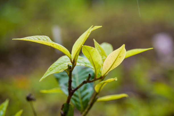阳光下的茶叶图片下载
