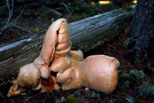 野生骨状多孔菌图片下载