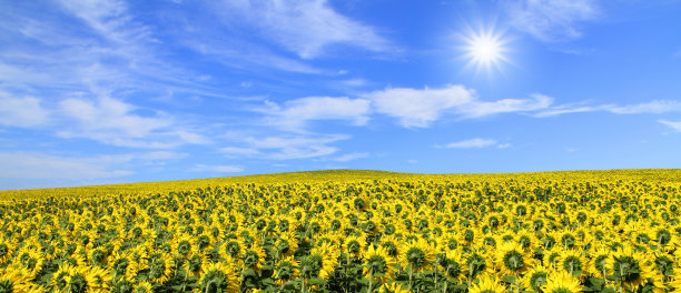 蓝天下的向日葵田图片下载