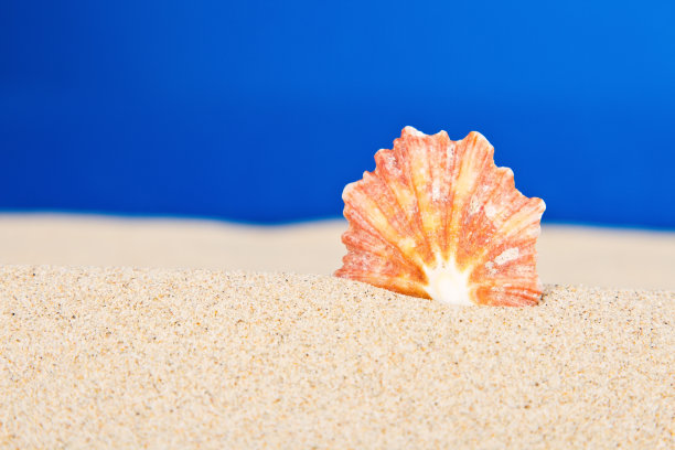 工作室里的海贝壳图片下载