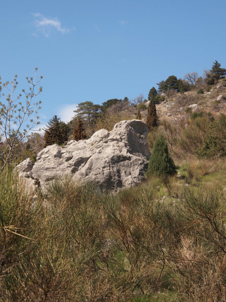 树，天空和岩石图片下载