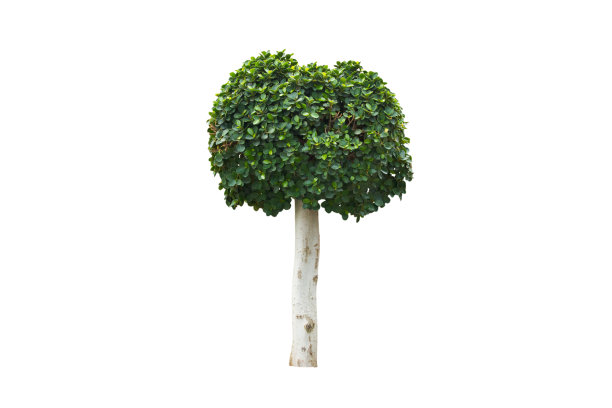 白底上的树图片下载