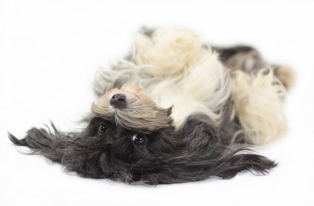 哈瓦尼斯图片下载