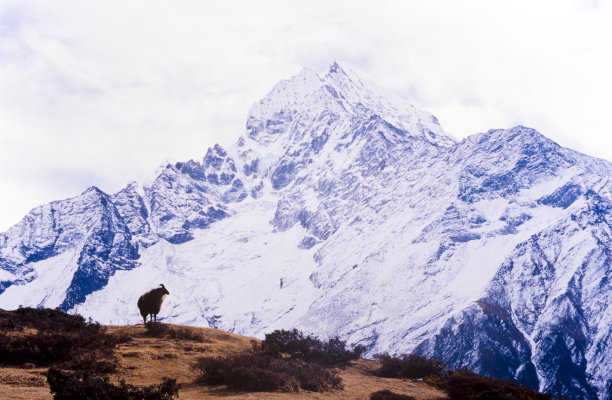 喜马拉雅牦牛图片下载