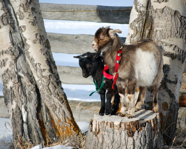 两只戴着圣诞铃铛的小山羊。图片下载