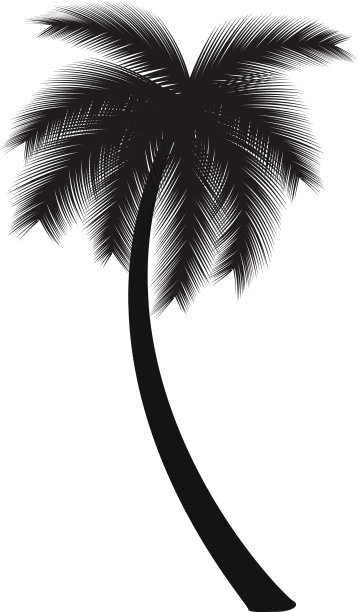 棕榈椰子图片下载