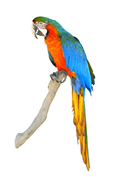 孤立的红金刚鹦鹉图片下载