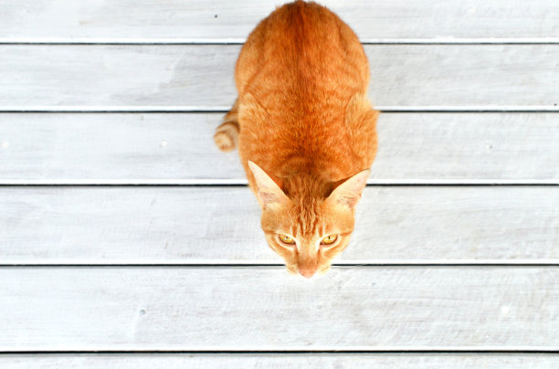俯视图的姜猫向上看图片下载