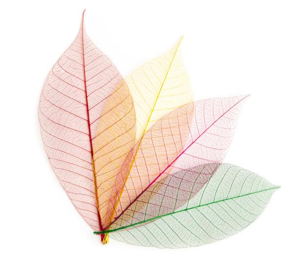 叶透明背景。图片下载