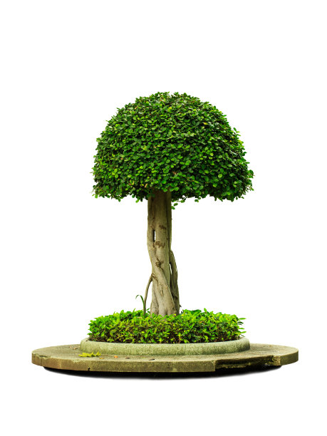 美丽的绿色的树图片下载