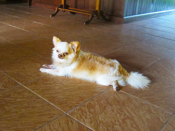 躺在地上的吉娃娃图片下载