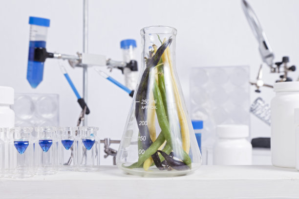 健康的豆子图片下载