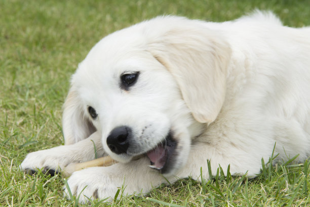 金毛猎犬幼犬在啃骨头图片下载