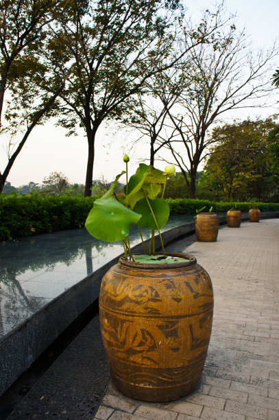 龙壶荷花图片下载