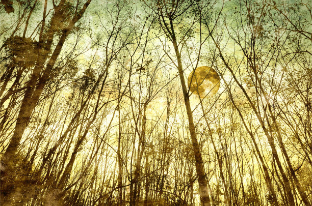 光秃秃的树后是满月图片下载