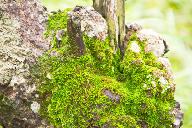 老树干上的苔藓图片下载