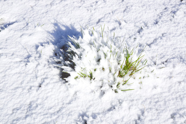小草在雪下靠近。图片下载