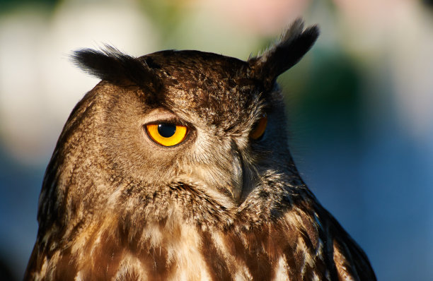 猫头鹰图片下载