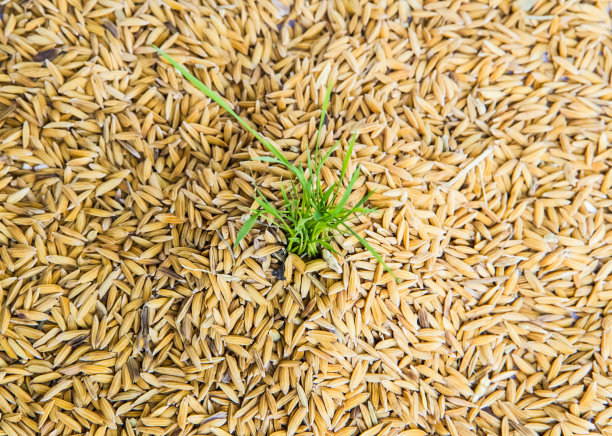 水稻幼苗长在稻田里图片下载