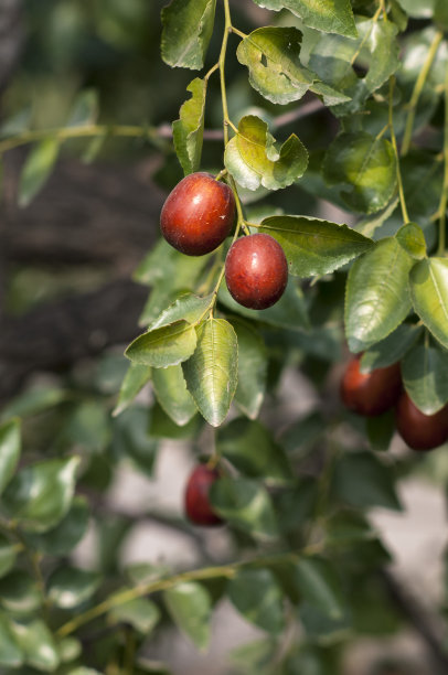 枣图片下载