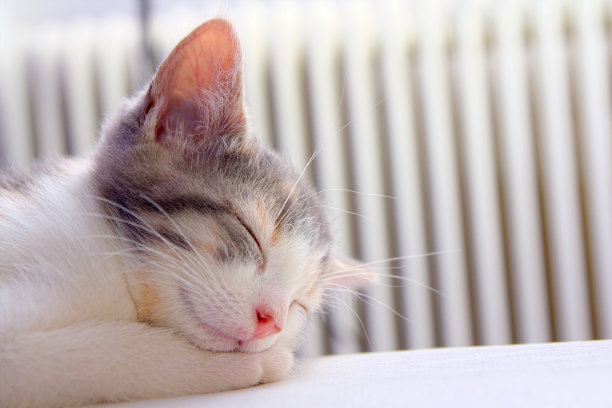 小猫在阳光下睡觉图片下载