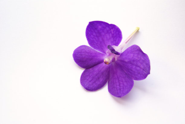 紫色兰花孤立在白色背景，vandan图片下载
