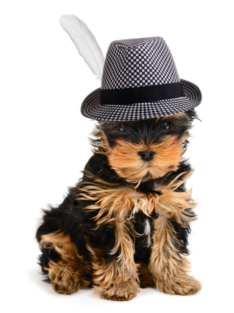 约克夏图片下载