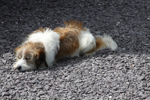 狗日光浴图片下载