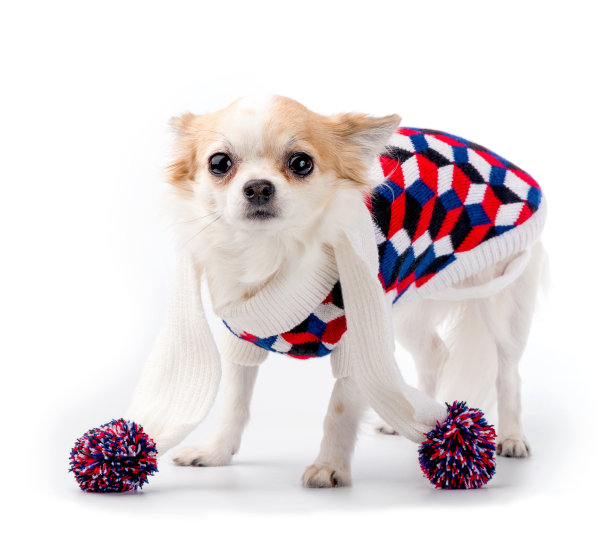 吉娃娃狗穿着明亮的高领毛衣和针织围巾图片下载