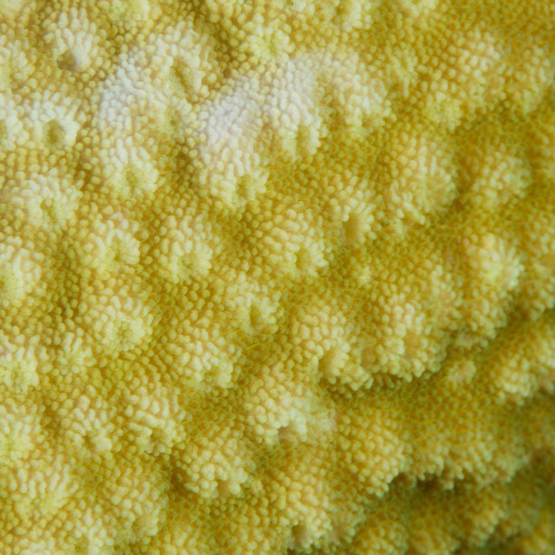 病珊瑚表面白化图片下载