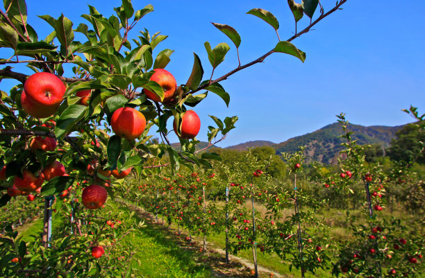 苹果树图片下载