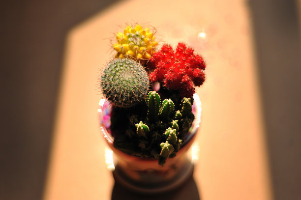 仙人掌图片下载