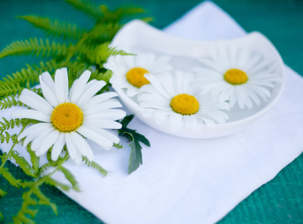 甘菊花用于水疗图片下载