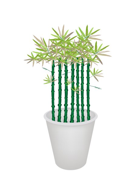 花盆里的绿竹树图片下载