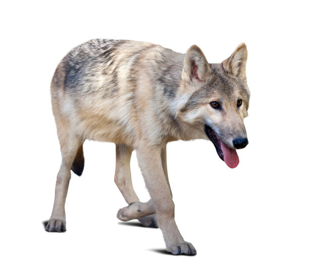 灰太狼走图片下载