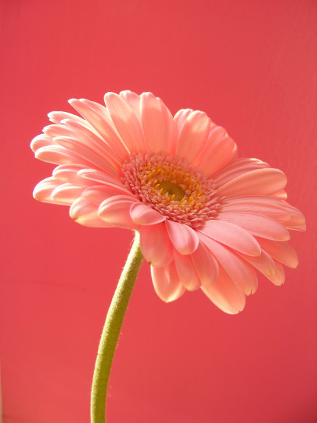 粉红色的非洲菊图片下载