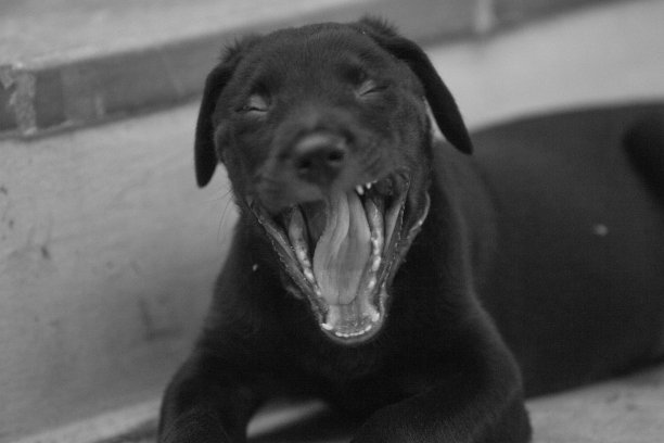 实验室黑色小狗图片下载