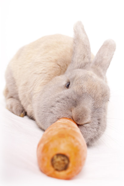 兔子的胡萝卜图片下载