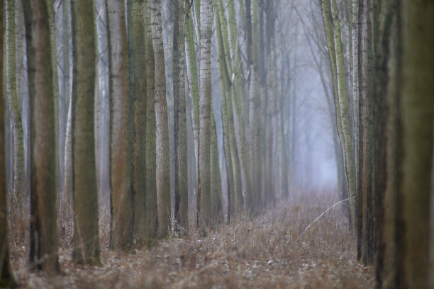 秋天的森林图片下载